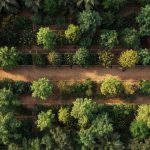 Tableau vitesse de croissance des arbres